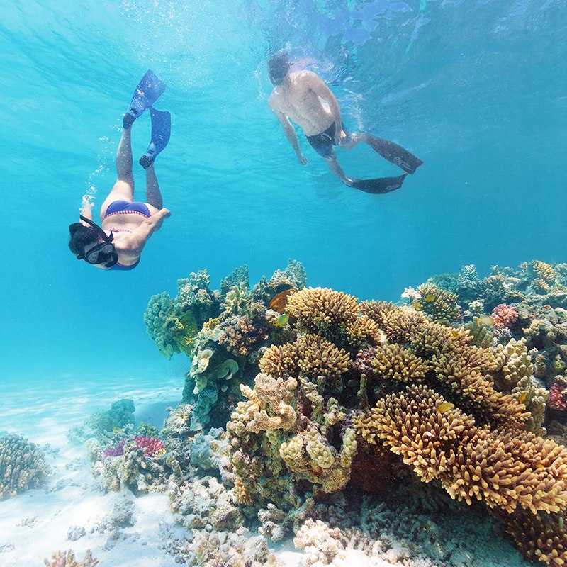 Snorkel sobre el arrecife de Roatán